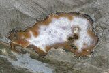 Sparkling Amethyst Geode ( lbs) - Deep Cavity #80881-2